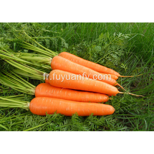 Taille L carotte fraîche